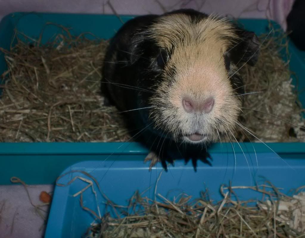 WheremyFreshHay.jpg