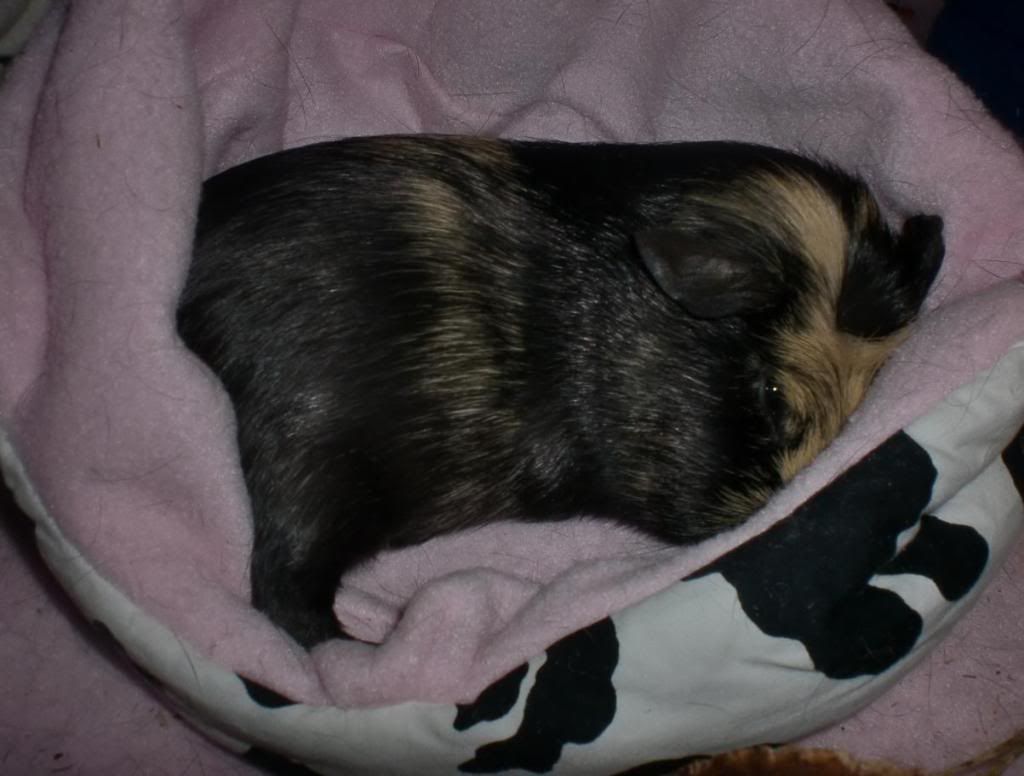 sleepy.jpg