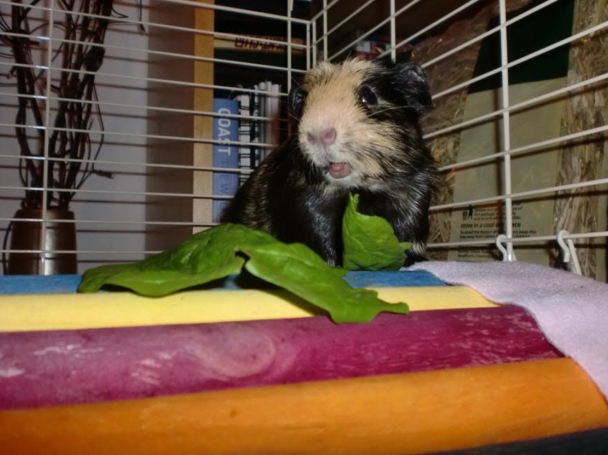 snuffsnuffs.jpg