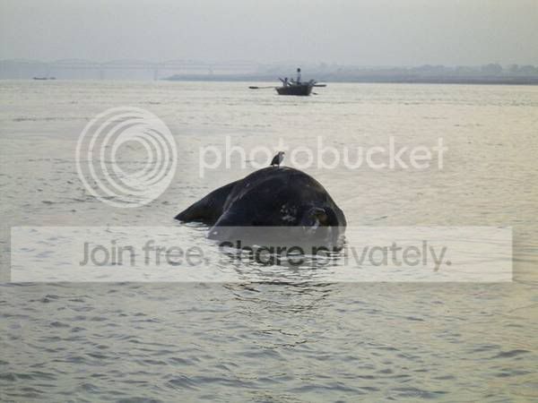ATT00039.jpg
