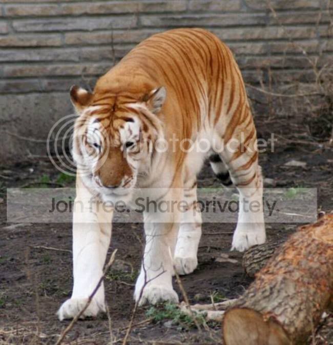 Ritemail_Blogspot_Com_003.jpg