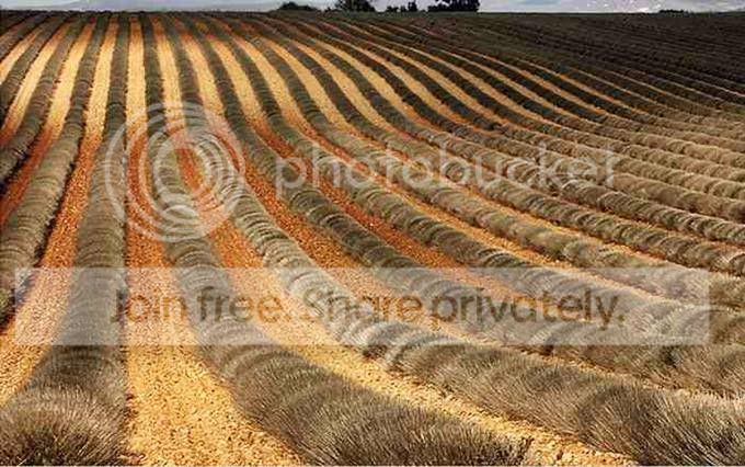 landscape_18.jpg