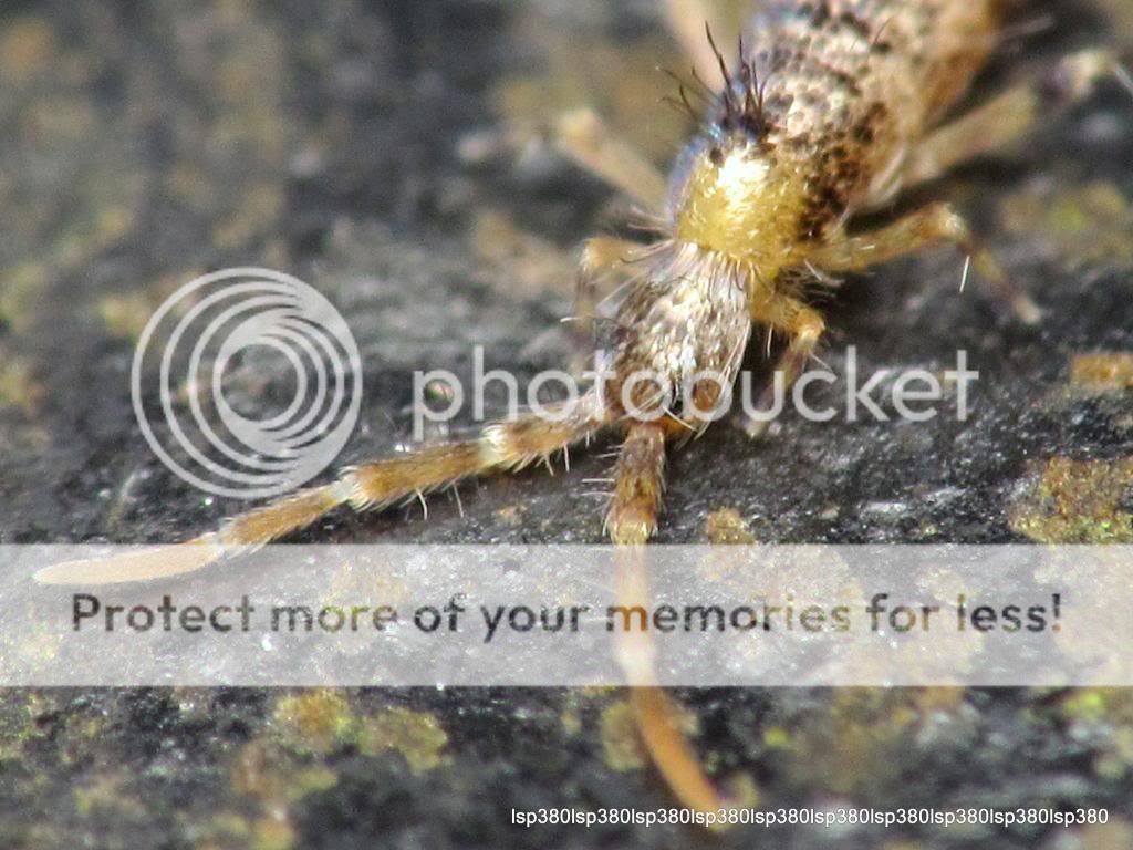 跳虫.长角型(entomobryomorpha)